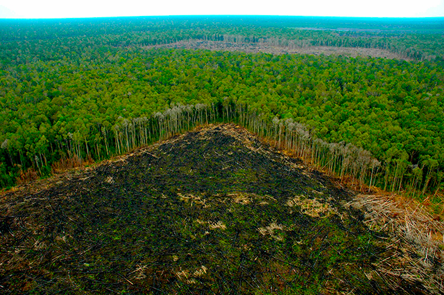 Deforestación de la selva amazónica